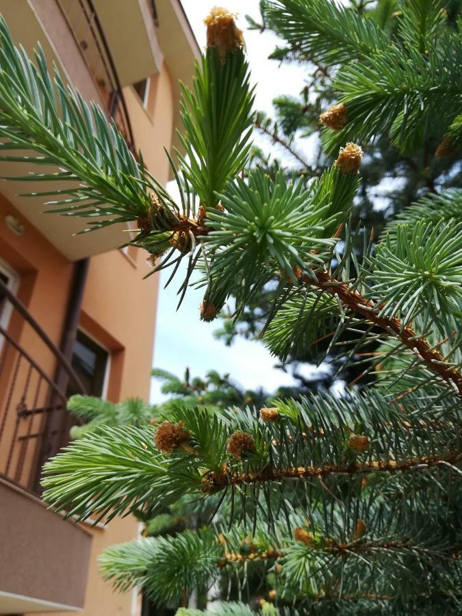 Hotel Dalia Несебр Экстерьер фото
